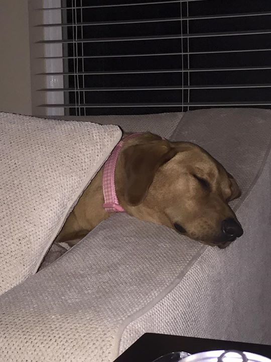 OutdoorsmanPath's tweet image. Long day of dove hunting training ift.tt/1L38ReP