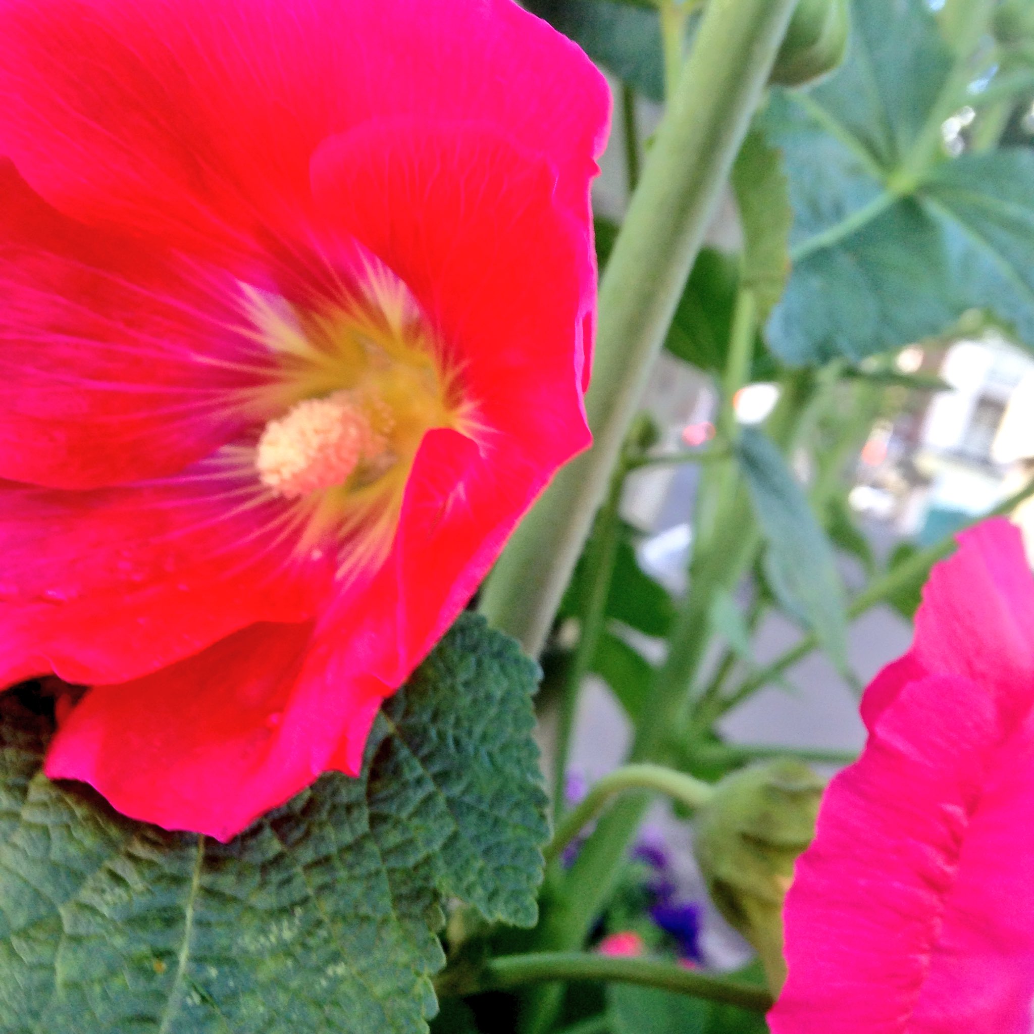 瀧波ユカリ 2巻が出たよ もうタチアオイが咲いていて夕方の風にごうごう吹かれてた 別名コケコッコ花 T Co No8dg4drva Twitter