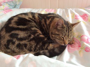 CatAwareFriends's tweet image. Humphrey is #missingcat from Crowborough, TN6 1TR cataware.co.uk/missing-cat-bl… pls RT