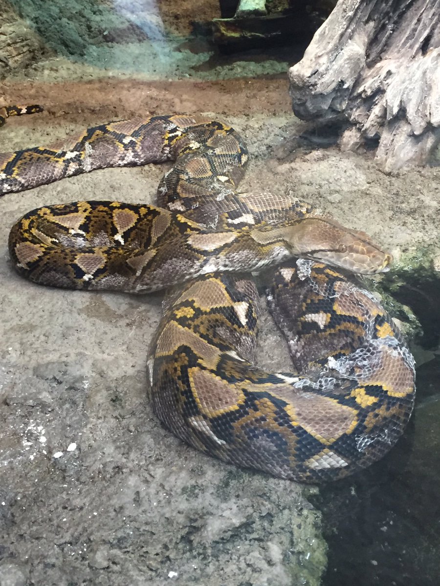 Bloodpython1234's tweet image. 