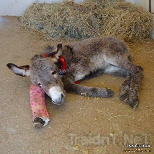 II020II's tweet image. جيفارا  منكسره يده المعركه كر وفر تقوم بسلامه   خاب مسعاكم