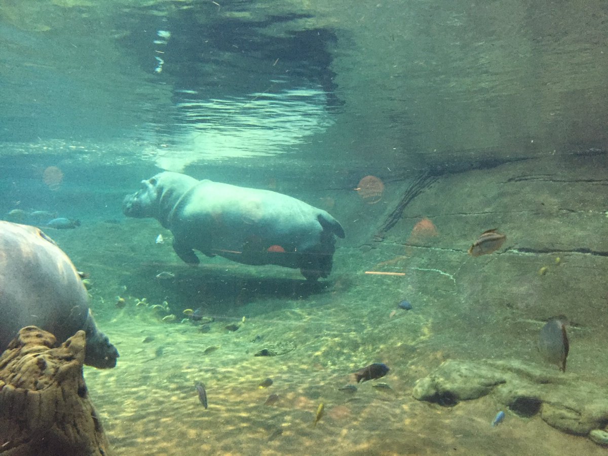 emma_rieves's tweet photo. city of brotherly love, the big apple, and an aquarium with hippos. t'was an adventure. https://t.co/vEFuOJRsBp