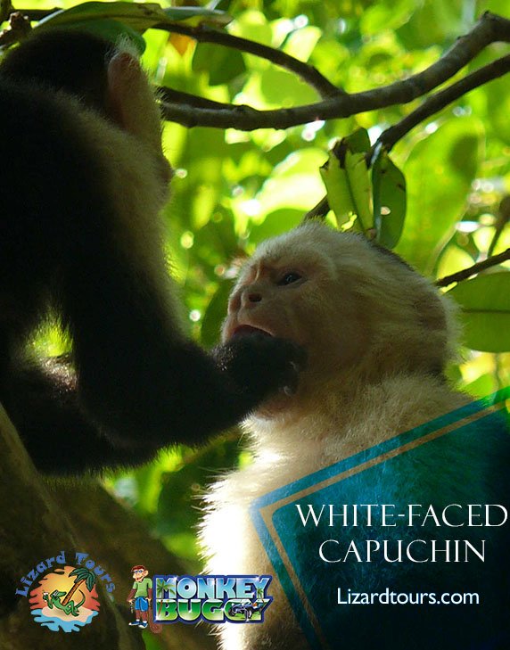 White-faced capuchin, in their natural ecosystem, their own tropical rain forest. 

#CostaRica #Lizardtours #travel