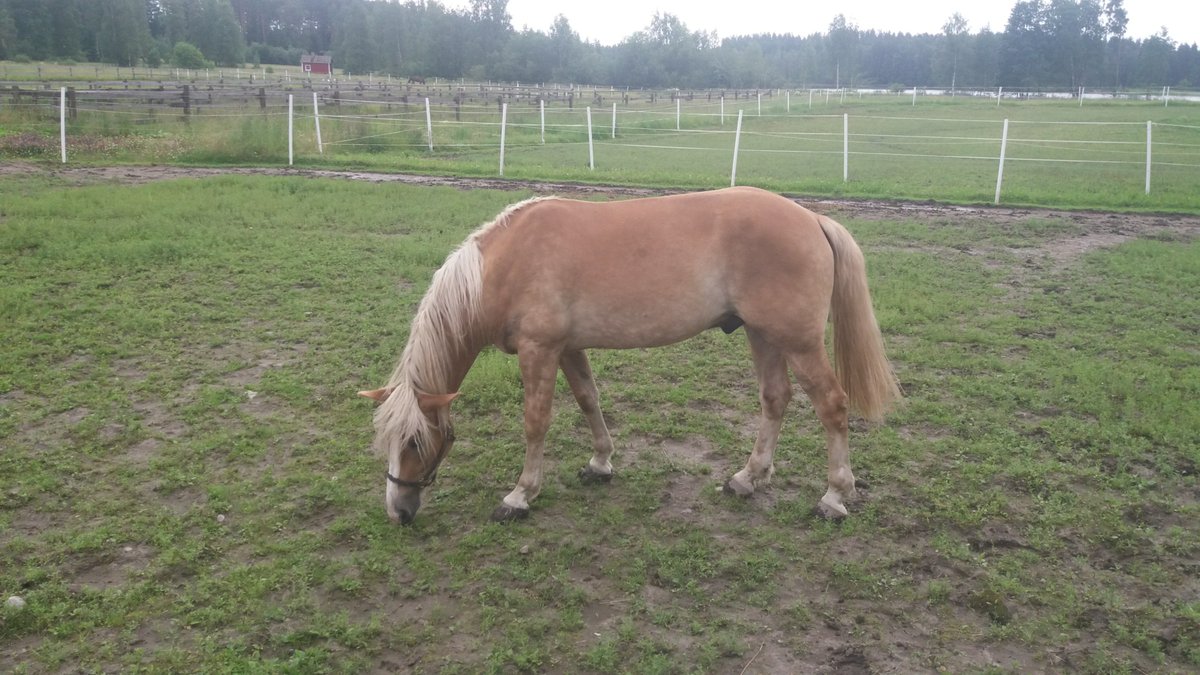 Thenasabet's tweet photo. @Thenasabet eka kerta livenä #lunki #vihreemaistuu https://t.co/qSmYuBK1Ek