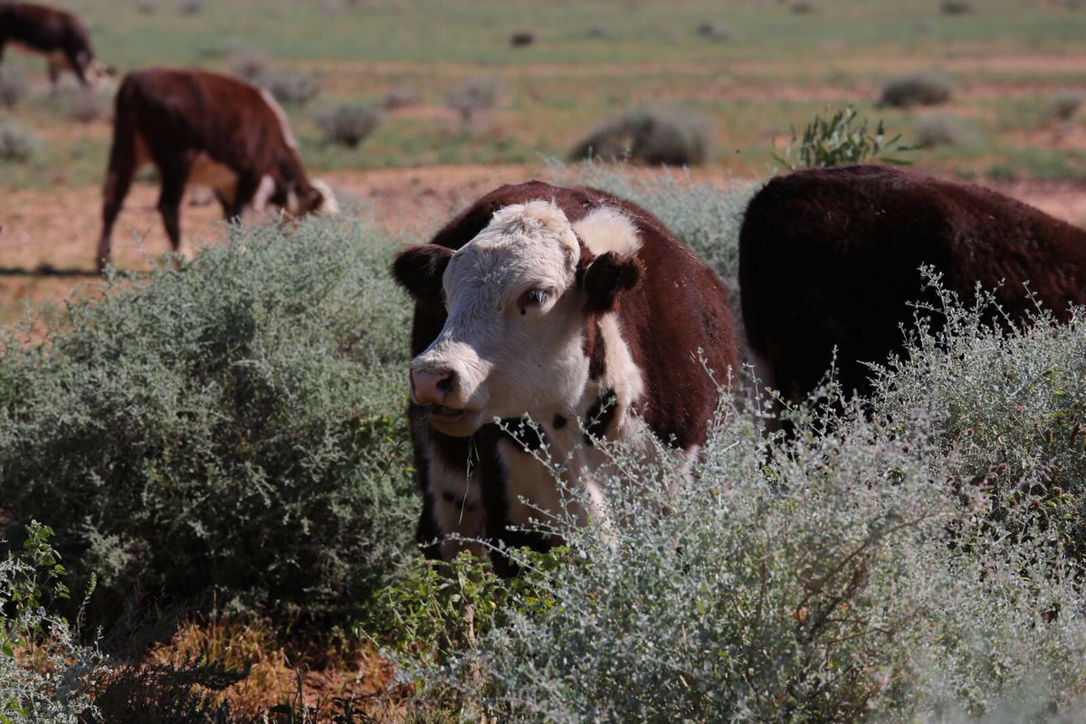 SarahFCameron's tweet image. What's your flavour? #Saltbush #Peppergrass #culinarysuccess