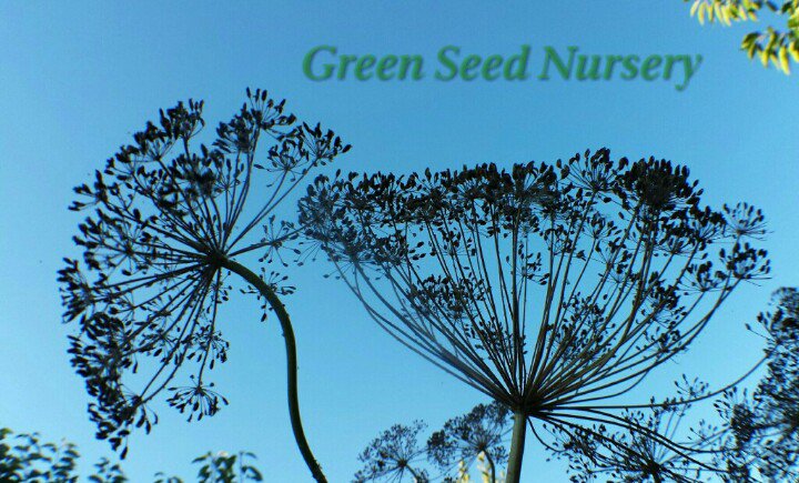 Terry_Chronistr's tweet image. Dry #dill blooms against an open sky,  every dot is a #seed that can be used as #spice