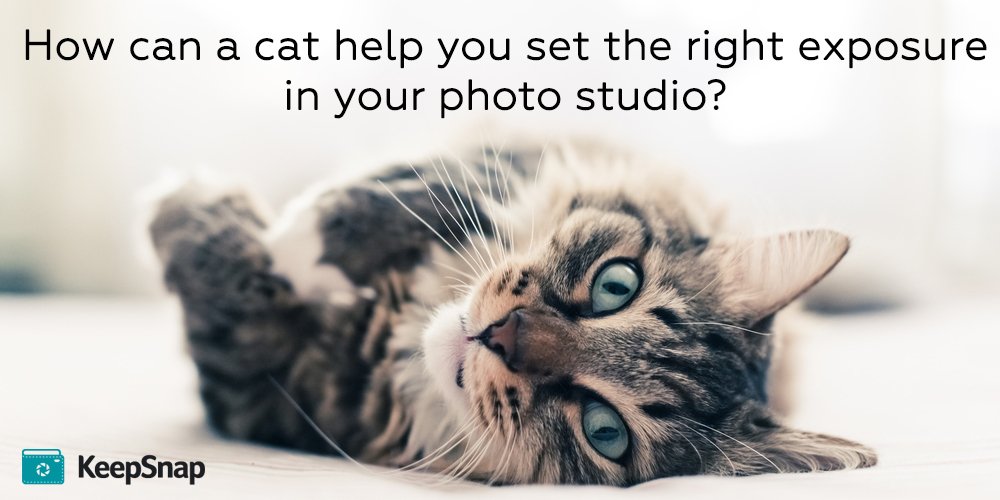 Find out how you can use a #cat to find out the right exposure in your #photography studio: keepsnap.com/blog/post/cats…