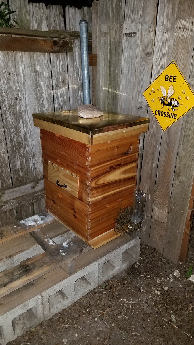 Aaron_Carpenter's tweet photo. New brass flashing for the #ObservationHive. #Beekeeping #LangstrothHive #Apiary #HoneyBees #BeeHives https://t.co/Jh8YAN2yTR