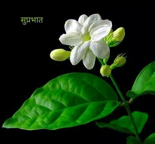 WaldeKumar's tweet photo. @ManojTirkey9 https://t.co/9Yb2A113O2