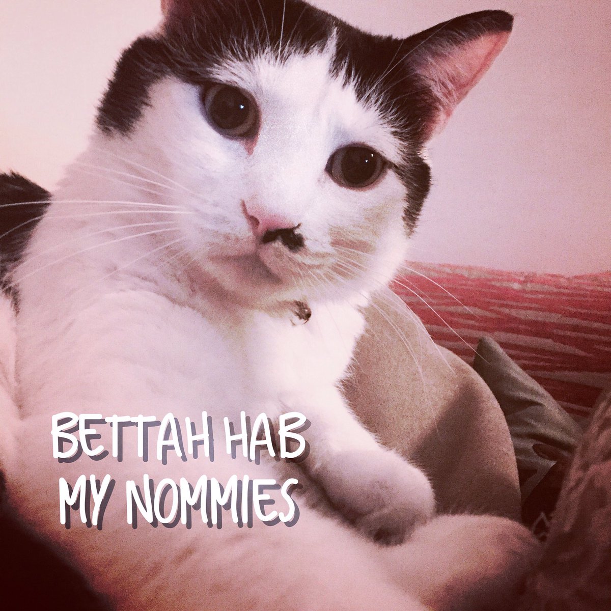 Kitteh_Maxine's tweet photo. #かわいい #ねこ #ねこちゃん #CatsOfTwitter #rihanna #paymewhatyouoweme https://t.co/bVIdnDzsTJ