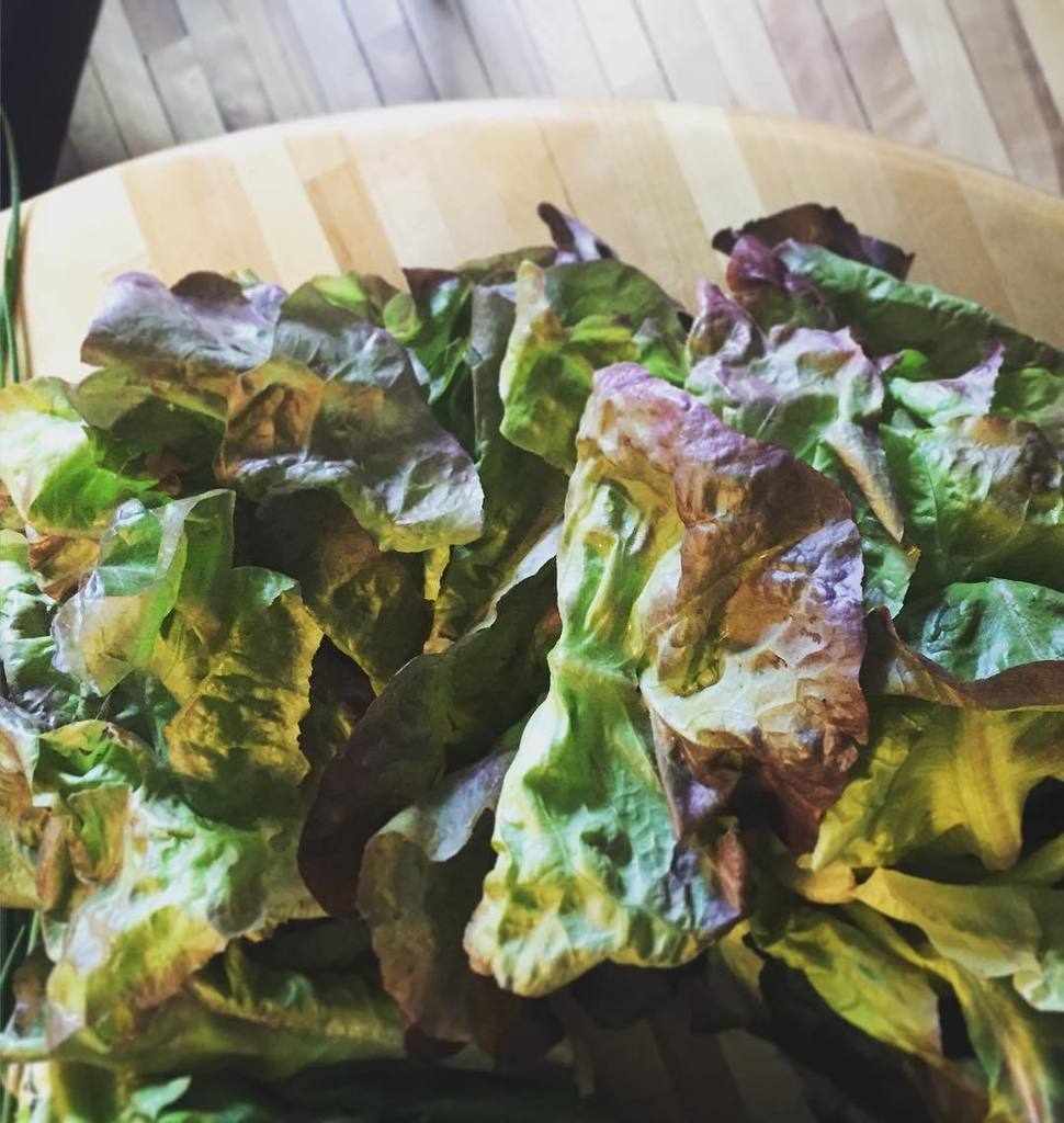 ConsciousHomeVT's tweet photo. #greens will become a #earlysummer #salad with #fermented #berrymint dressing for my #men… https://t.co/EIcqZUQlNL https://t.co/CPfWEQ7mc5
