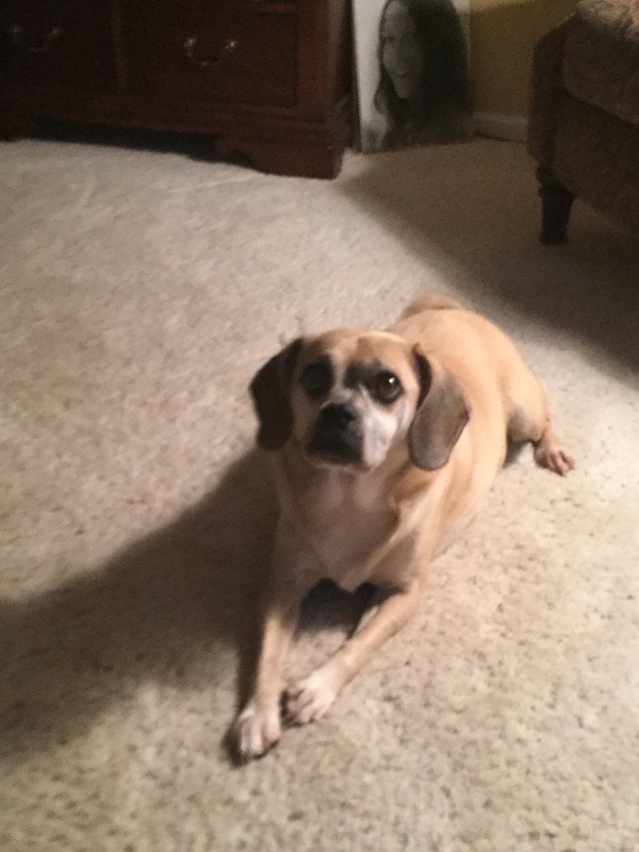 SmaugDude's tweet photo. @sashaperlraver Here are my #SecretPets!! They are very innocent, trust in us @KristianHarloff #TrustInUs #SwayzeToo https://t.co/dnLyXJJdMm