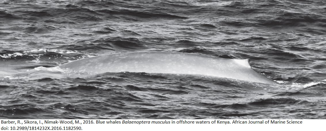First blue whales sighted off Kenya since whaling ended in the 1970s 
tandfonline.com/doi/abs/10.298…