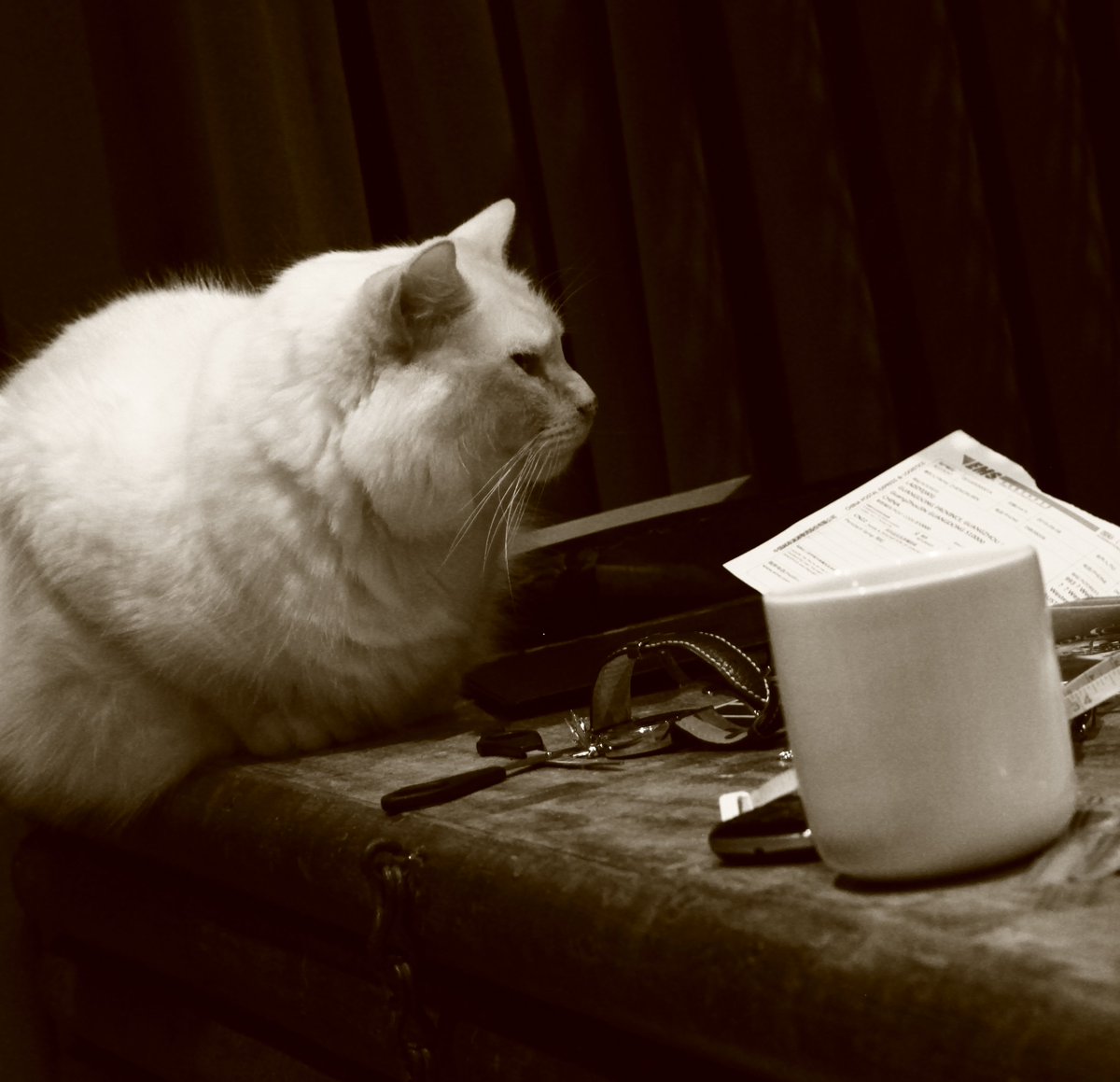 TrottinBarry's tweet photo. Time for a wee cup of tea. #meowmeow #cats #CatsOfTwitter #catsofinstagram #ZSHQ #cutepetclub #kittens https://t.co/gU9S8rHtTL
