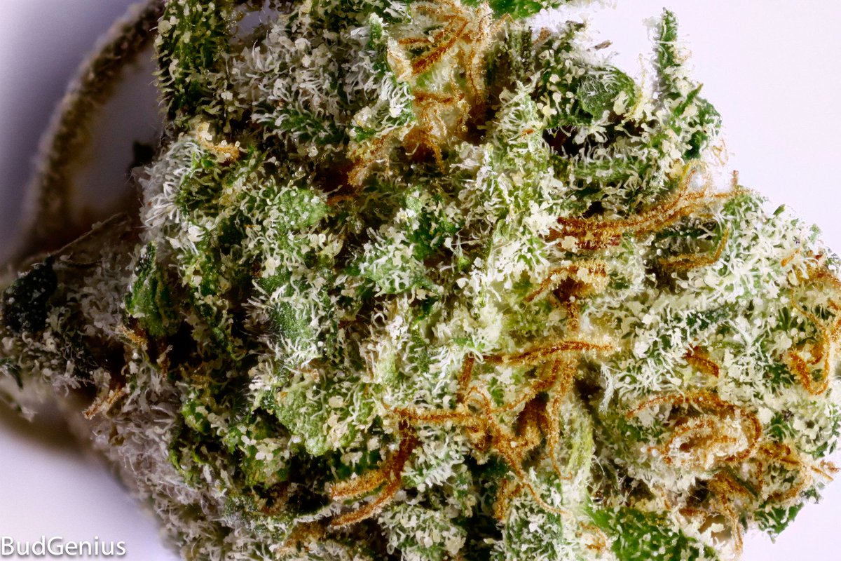 cannafo's tweet photo. RT if you dig Northern Lights! #strainfinder #dispensaryfinder https://t.co/wnA6u58BpZ #cannabis #marijuana #weed https://t.co/TAmZGMkXMr