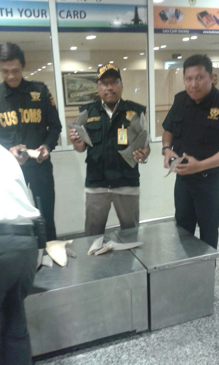 Penggagalan pemasukan sirip hiu di Bandara Ngurah Rai, 113 pcs asal Aucland New Zealand @HumasBkipm <a href="/rinajanwar2201/">Rina</a>