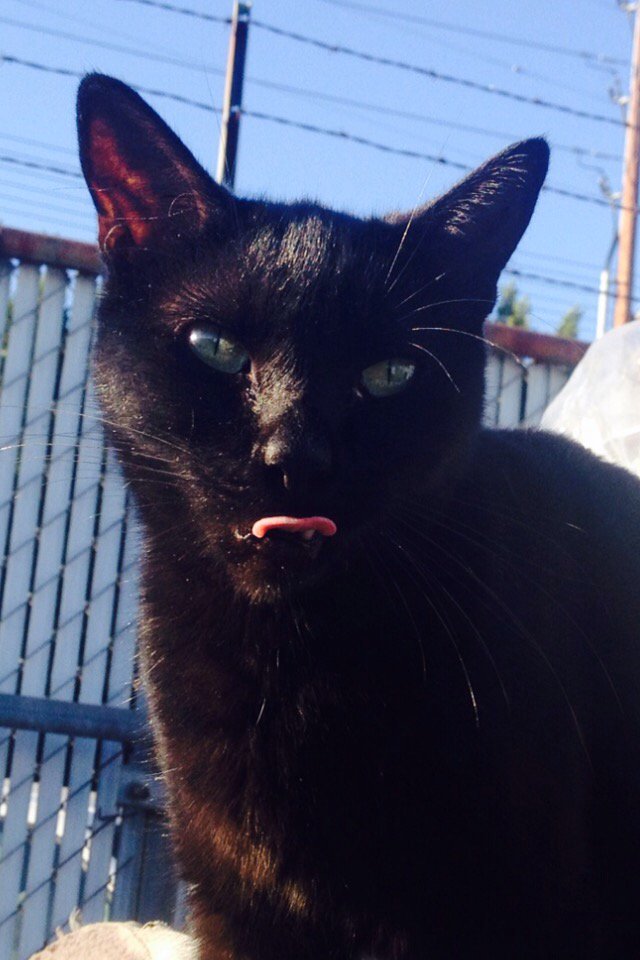REALRickieRoo's tweet photo. Kit kat was upset there were no kitty treats in the box @HarleyTreats https://t.co/XU5Ak8P2x2