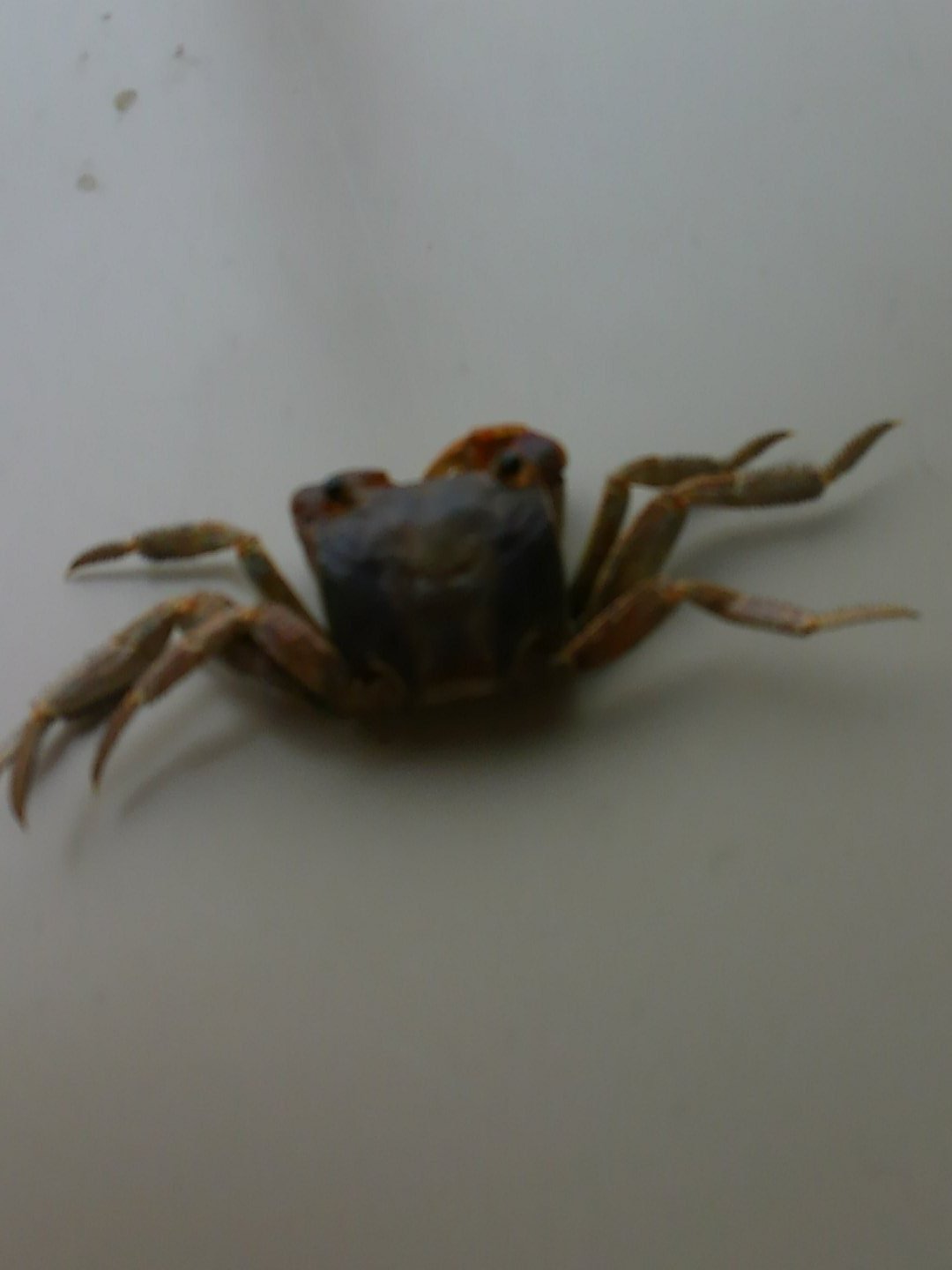 Crab 23 公式 Crab23 Twitter