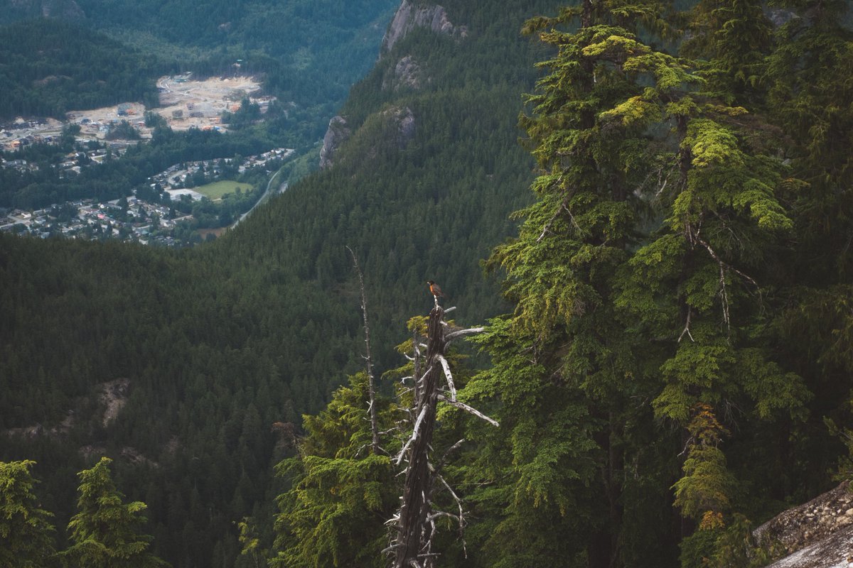 AutumnsGrief's tweet photo. The Stawamus Chief, Squamish. Pretty awesome view, right? #MarkGoesToBC #HelloBC #ExploreBC #VSCO https://t.co/pFvOA3WNn0