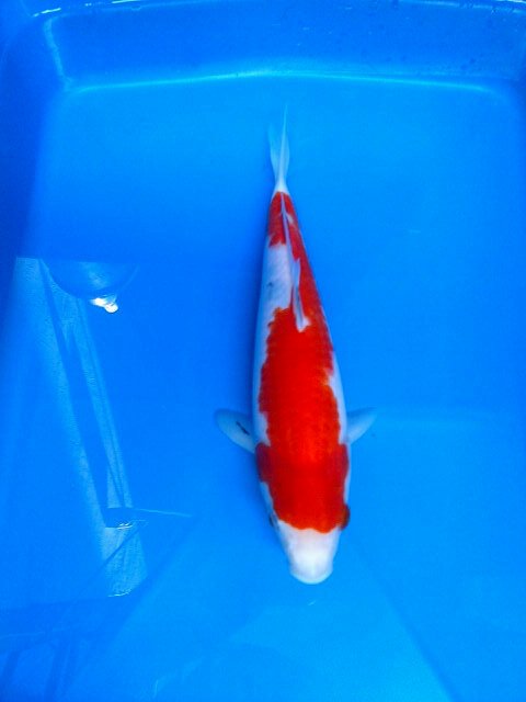 java_koi tweet picture