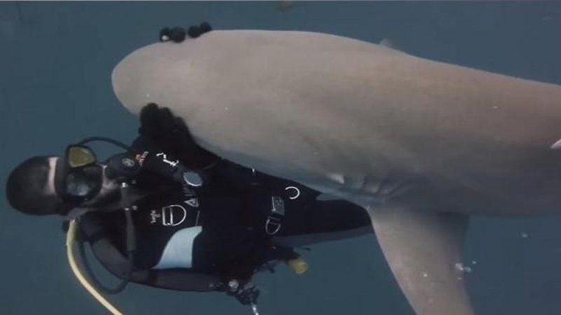LiveaboardsIndo's tweet image. Shark swims up to divers everyday asking to be pet
dailytimes.com.pk/infotainment/0… #sea #shark #divers #stopsharkfinning