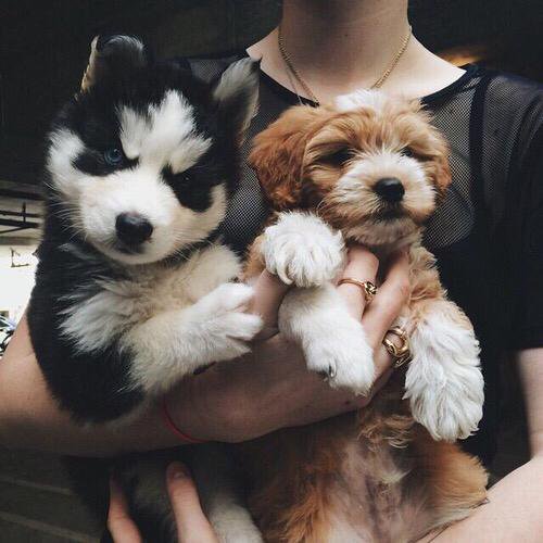 Such snuggly looking pups ☺️