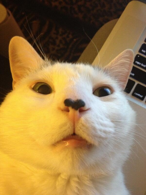 WarmingCuteness's tweet photo. awkward cat selfies. https://t.co/R7qrqPpWPE