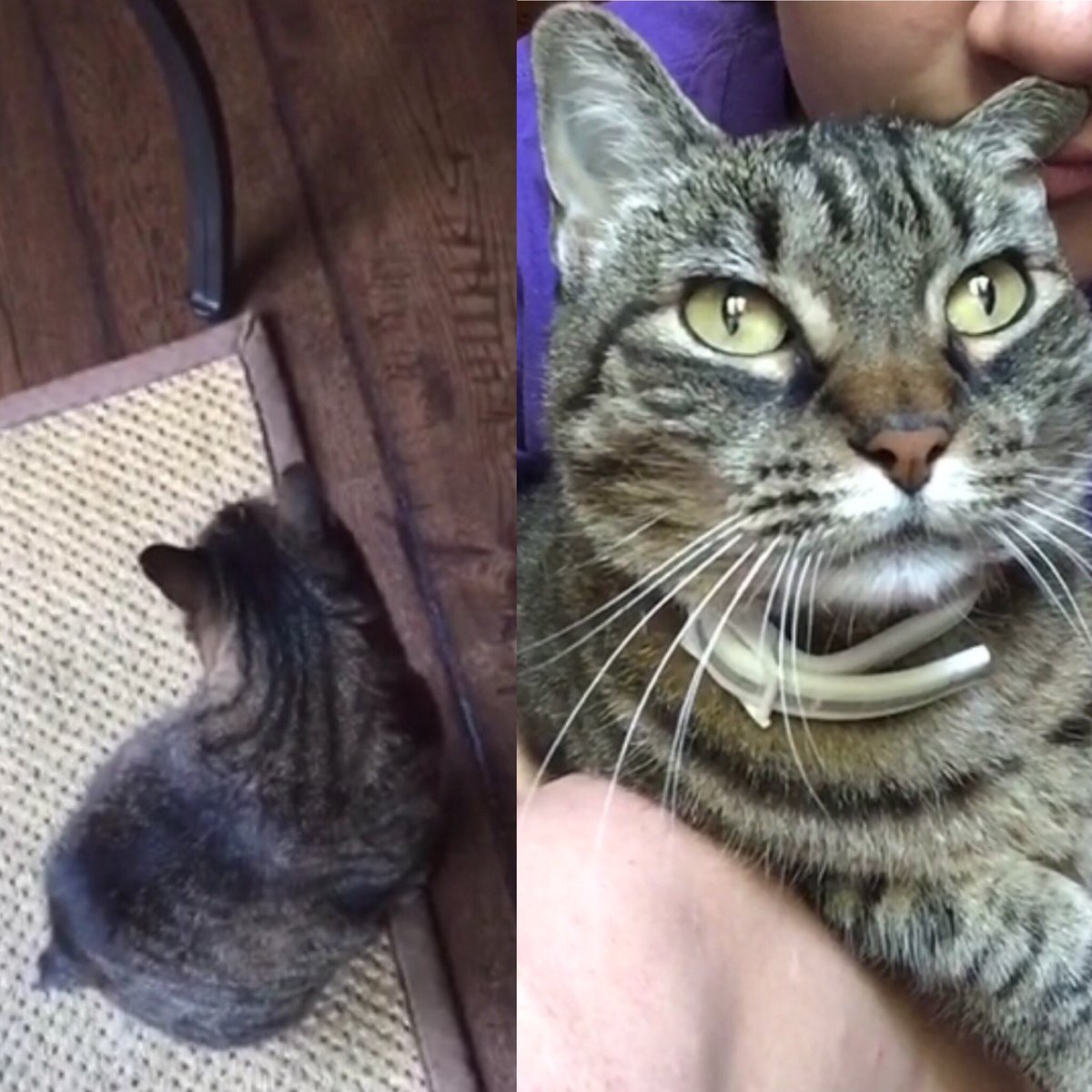 H_Gregory17's tweet photo. Missing Cat... Goes by the name of Pixie. More info on my Facebook. Please keep an eye out for her! https://t.co/FXr9cLVLYg