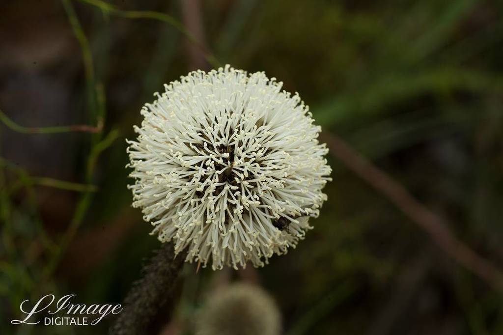 LImageDigitale's tweet photo. A #wildflower that I haven't seen before. #LImageDigitale #WesternAustralia #WA #SouthWest… https://t.co/kVQP8r87ZT https://t.co/LkJvwVYsxj