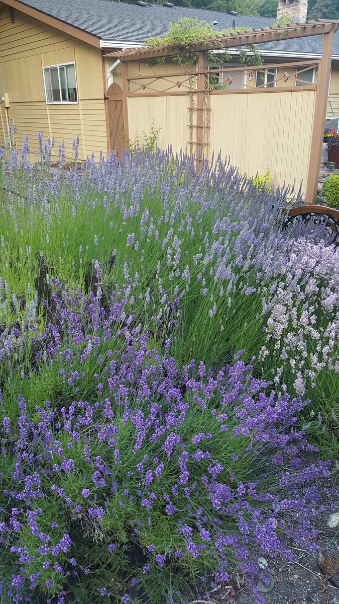 Findlavender's tweet image. We will start harvesting our lavender soon! Look for our dried flowers at our website Findlavender.com.