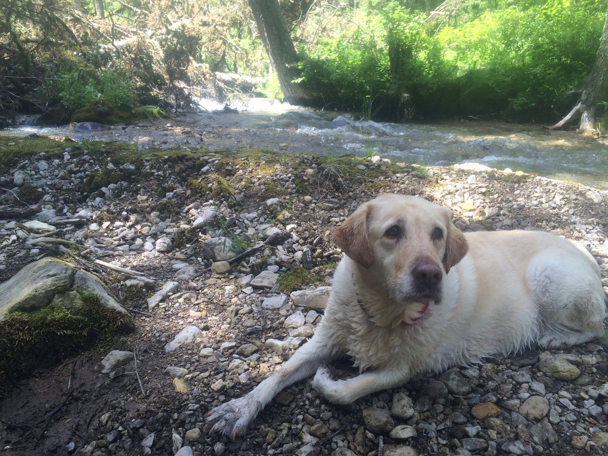 AaroninMT's tweet photo. @BrianinMT  My man at double falls. #doublefalls #chasietaleswinchester #likeapuppyagain https://t.co/BN8Y7xT0Ab