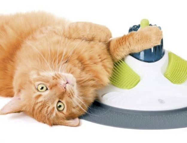 Cute Kittens tweet media