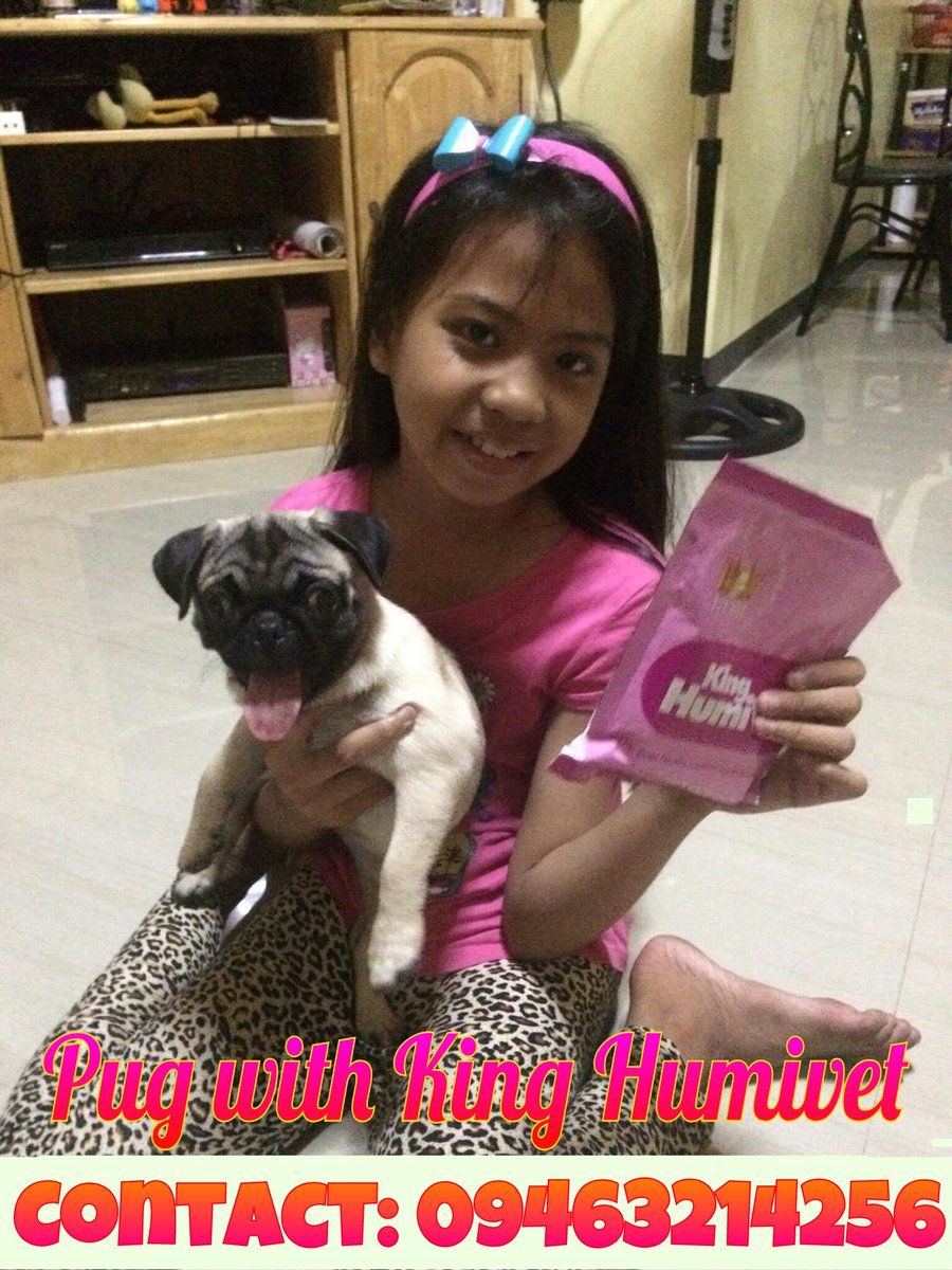 astillerocarol's tweet photo. Pug treated with #KingHumivet is so adorable. After 3 days, boosted his appetite. Try it now! Organic supplement. https://t.co/MwAJda5tdl