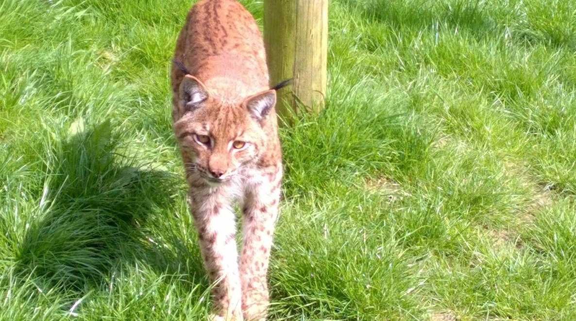 itvwestcountry's tweet photo. Missing @DartmoorZoo lynx spotted, but escapes capture https://t.co/NqKenkbilc https://t.co/gDV5kzcvIR
