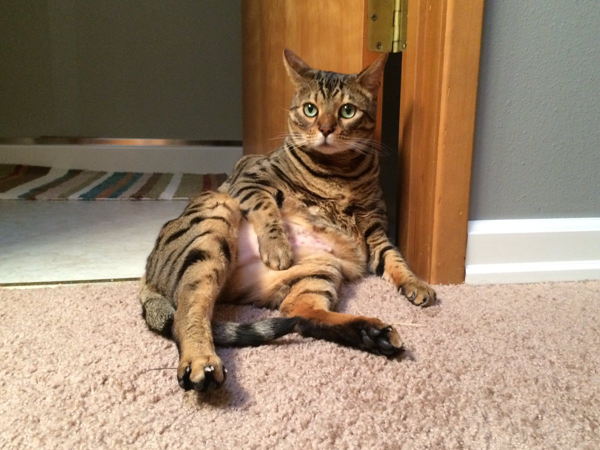 cheetohcat's tweet photo. I've decided to start the weekend now. #bringontheweekend #lazycat https://t.co/Zg7Hk3kRtS