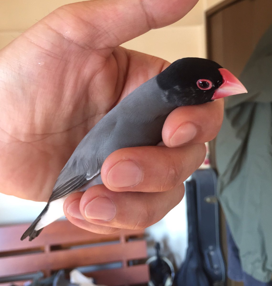 はなぶさ堂 On Twitter キョロちゃんじゃないよ 頬黒文鳥の トトさん です 文鳥 ぶんちょう Https T Co Tguypw78wl Twitter