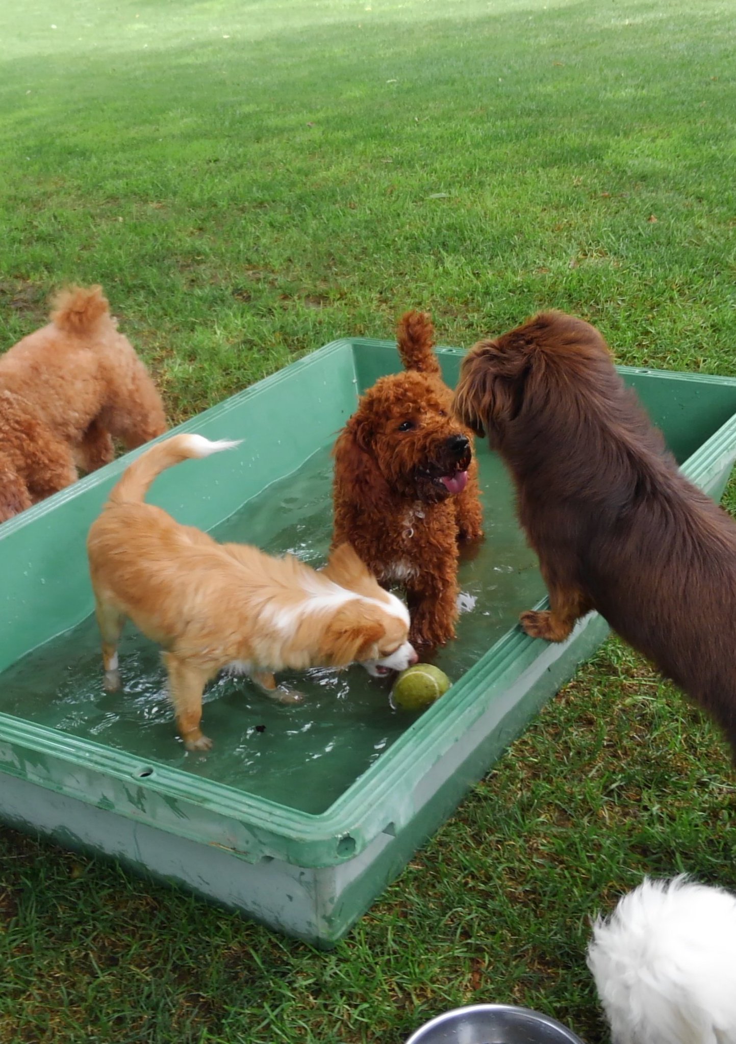 東京ドイツ村 No Twitter 初めてのプール遊び 先輩犬も回りで見守り中