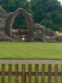 AbbeyCottage's tweet photo. Our very own #windowstills. Talking to the cows thru a #SweetheartAbbey window, taken from our tearoom window. https://t.co/L8kDR4Zzkv