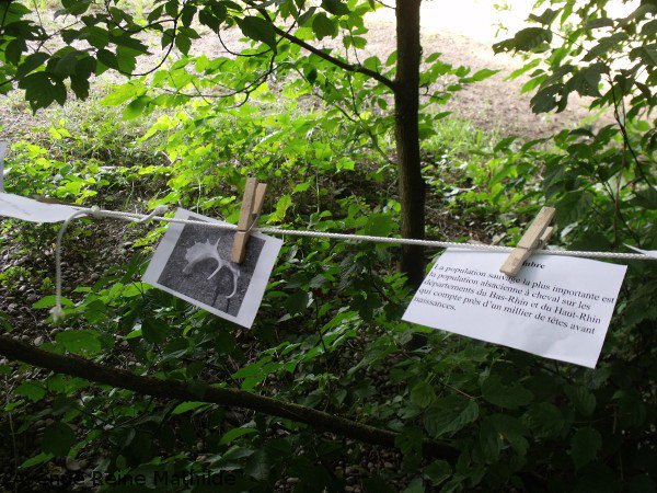 TiphanyaBlog's tweet photo. Écotourisme en #Alsace : sur les traces des daims. #sensoried #ecotourisme @partispour… https://t.co/AwcRhqIIYZ https://t.co/B8QY2YWeVy