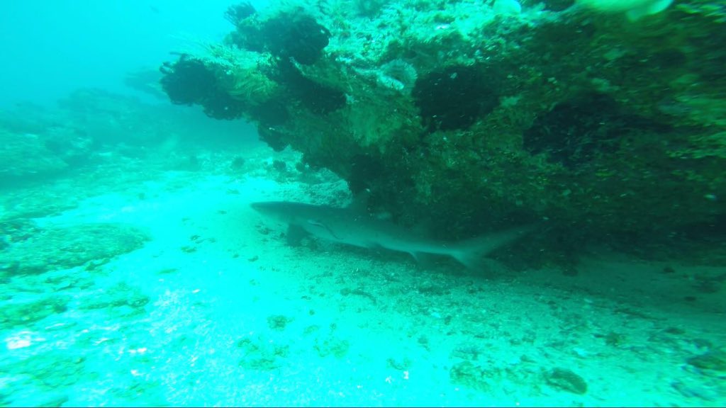 FelstedScience's tweet photo. Dive and snorkel day! Close encounters of the shark kind.... #Baliday6 https://t.co/rE9jIDo9ik