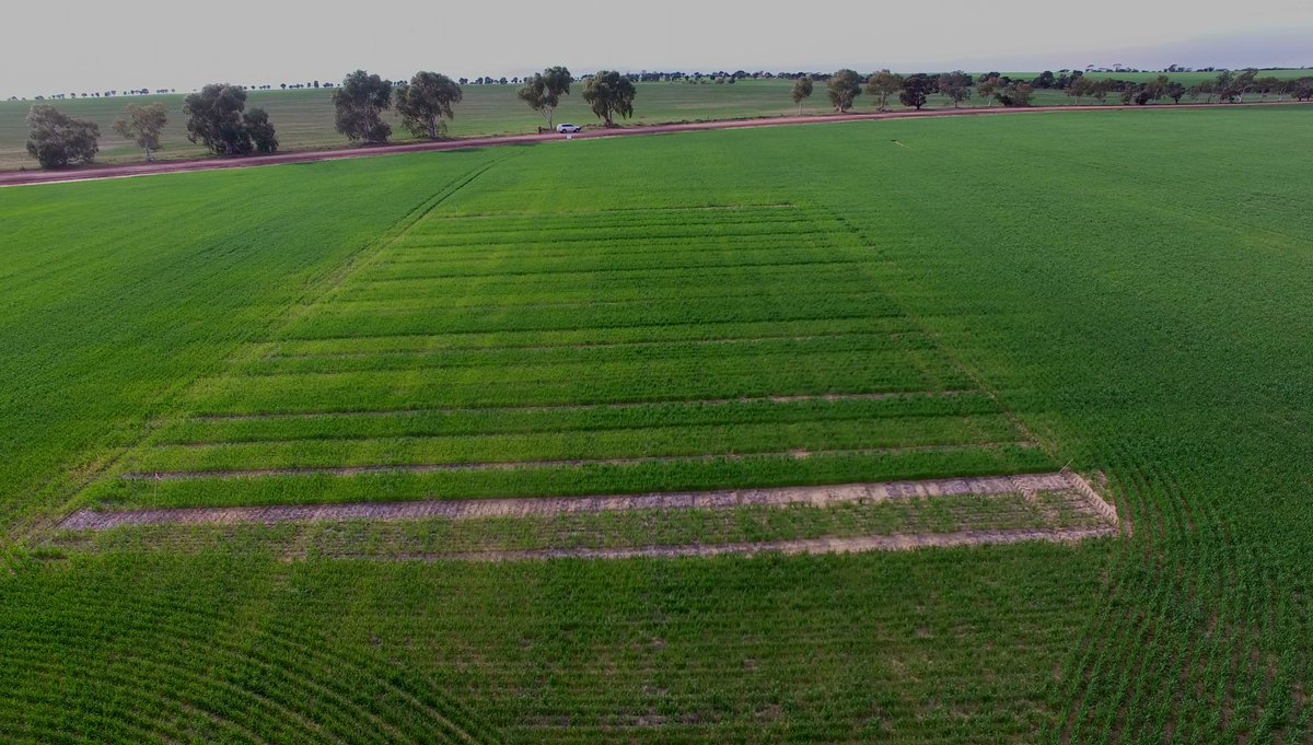CSBPfertilisers's tweet photo. The benefits of deep ripping starting to show through in our ripping x N timing trial at Wyalkatchem #CSBPtrials https://t.co/WEezuOzeOS