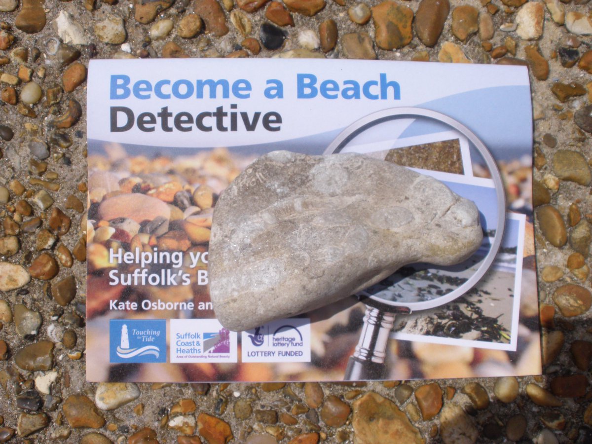 Found on a <a href="/TouchingTheTide/">Kate</a> beach walk a piece of Carboniferous limestone u can see corals within it. #FossilFriday