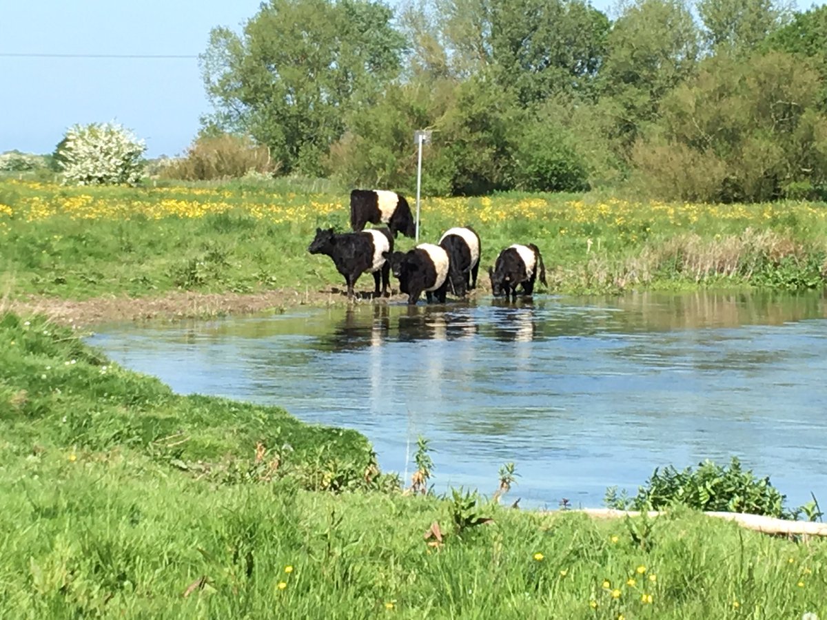 BeswickBelties's tweet photo. #ShopLocal #GrassFed #BritishBeef #Pedigree #BeltedGalloway direct from our #EastYorkshire #GoodToNature farm #paleo https://t.co/MITChwIdMn