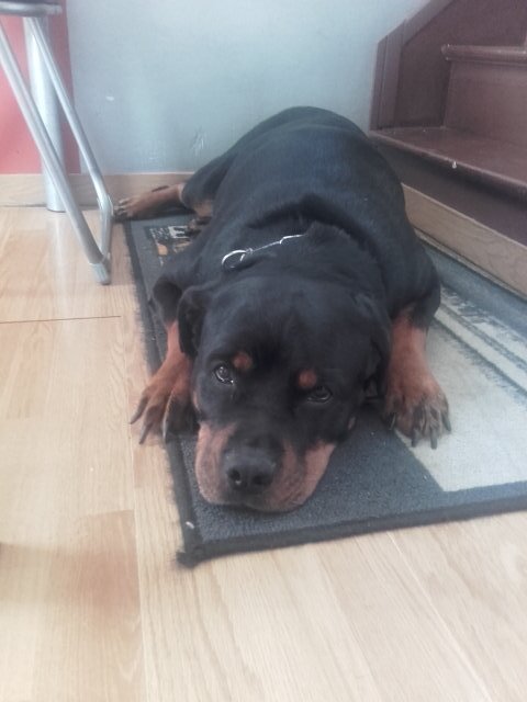 MarieHipHop88's tweet photo. Ma Bébé Fidji #Rootweiler 💖😇 https://t.co/ZY5Pscoc3L