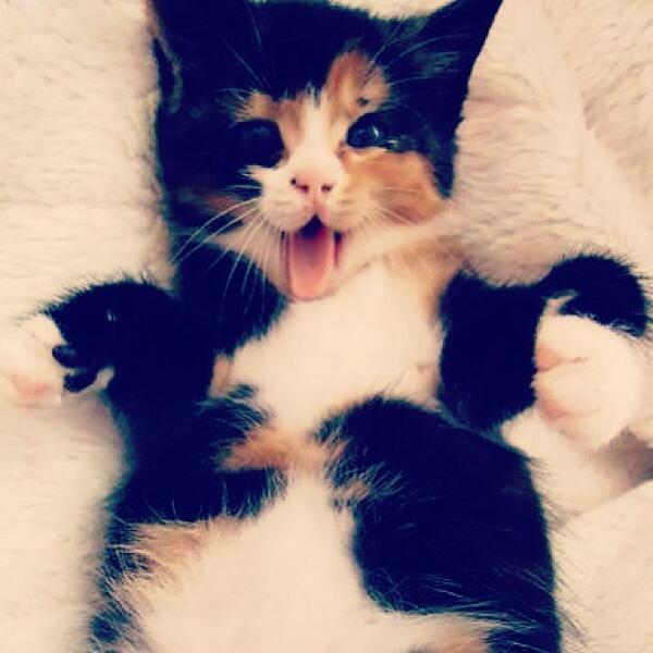 Cute Kittens tweet media