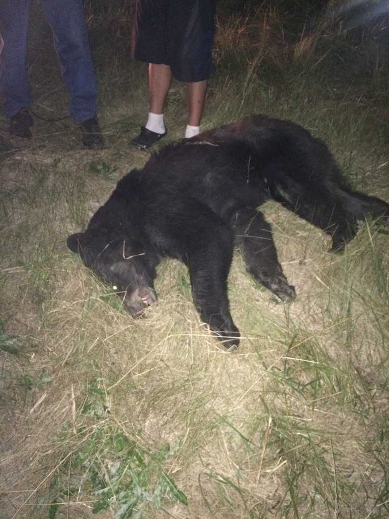 jeffbycraft's tweet photo. Hit on the road just outside poplar hill last night https://t.co/PaZa0gjGrX
