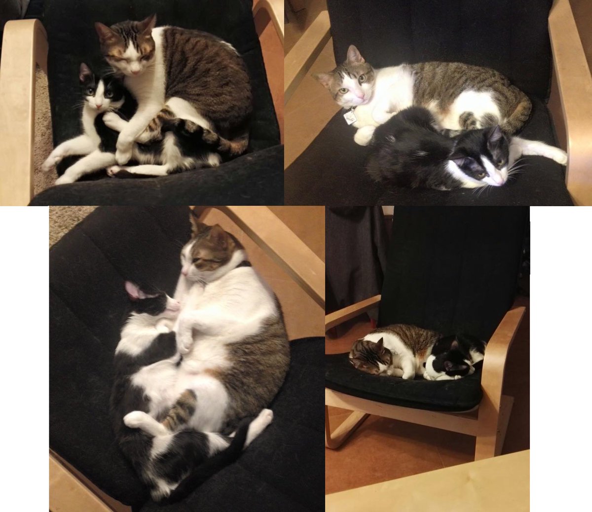 locadlosgatos16's tweet photo. Michu y Luna también tienen una #AmistadInseparable ¿No os parece @asociacion_anaa y @petandnet? #FelizFinde https://t.co/lKE7Mzd1LJ