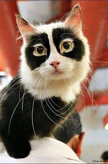 FullCatHouse's tweet image. Have you seen Panda #cat yet?