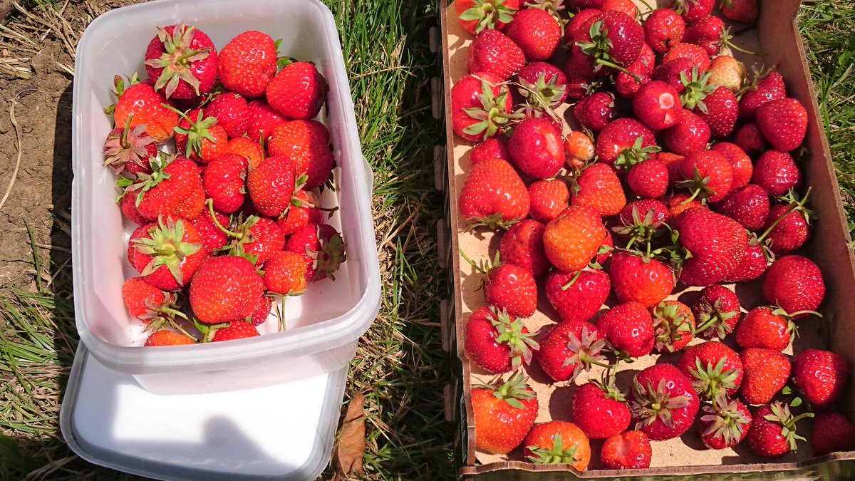 SLOAllotment's tweet photo. And they just keep coming. Just picked another load #strawberries 🍓🍓🍓🍓 from the allotment https://t.co/RVwcg0vaKM