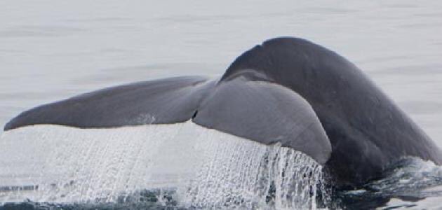 offers_web's tweet image. #صدق_أو_لا_تصدق
الحوت الأزرق يعتبر أكبر مخلوق على وجه الأرض يصل طوله 30 مترا ووزنه الى 170 طن و "قلبه" بحجم الفيل